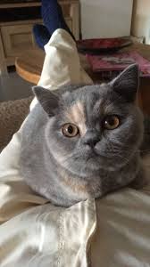 pin auf gatos fofinhos