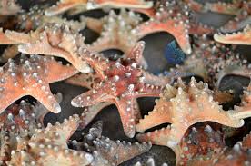 Kết quả hình ảnh cho sao bieenr