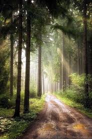 Fascinating Photographs Of Forest Paths To Another World 1 Beautiful Landscapes Landscape Photography Forest Path