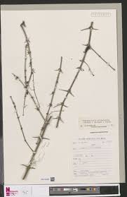 Image result for Polygala claessensii