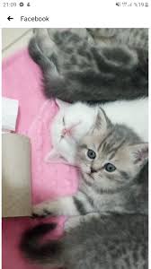 Kedi Sahiplenme Kayseri