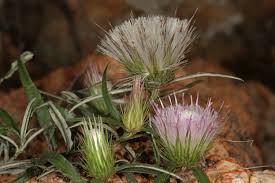 Image result for Dicoma anomala