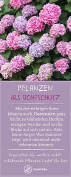 Pflanzen Als Sichtschutz Hortensien Von Diesem Sichtschutz Haben Beide Seiten Etwas Denn Die Ausladenden Blut Pflanzen Balkon Pflanzen Sichtschutz Pflanzen