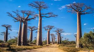 We have reviews of the best places to see in madagascar. Madagascar Opec Fund For International Development