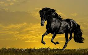 Hd Wallpaper Of Horse Blogua Free Ultra Hd 3840x2160 High Definition Wallpaper High Definition Background 4k Wallpaper 4k Desktop Background