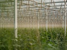 Operator la tratarea si epurarea apelor uzate: Portrete De Muncitori Sezonieri In Germania Bani Se Fac Dar Te OmoarÄƒ DistanÈ›a De Copil Teleleu