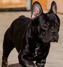 Super cute male havashu designer puppy named 'bugatti' for sale in san diego, ca! Forever Pet Bulldog Put On Craigslist