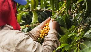 Tips for making great espresso. 5 Countries With The Highest Quality Coffee Beans