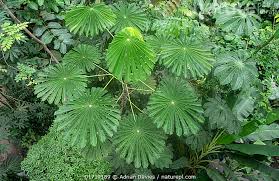 Image result for Musanga