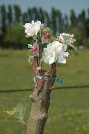 Mon Arbre Reine Claude Ne Donne Pas De Fruits Que Faire Resolu Forum Arbres Et Arbustes Journal Des Femmes