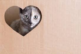 Kedi Evi Yapimi Hakkinda Bilmeniz Gerekenler Zingat Blog