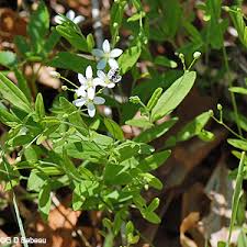 Image result for Triaspis lateriflora