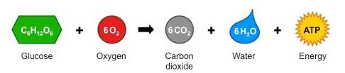 Here, the products are carbon. Aerobic Overview Bioninja
