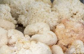 Store unwashed lion's mane mushrooms in a brown paper bag in the refrigerator. Growing Lion S Mane Mushrooms The Ultimate Guide Grocycle