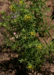 Image result for Vahlia