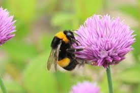 The company was founded in 1923 by albert messmer and his brother michael ludwig messmer. Alles Rund Um Hummeln Das Hummelhaus