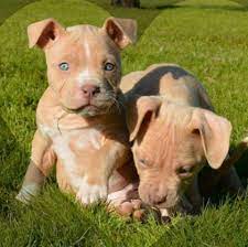 Baby Pits With Blue Eyes Cute Puppies Baby Dogs Cute Pitbulls