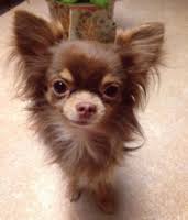 Image Result For Chihuahua Long Hair Colors Long Hair Color Long Hair Styles Chihuahua