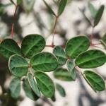 Image result for Indigastrum parviflorum