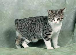 What Is Manx Syndrome Purrfect Love