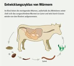 Zusätzlich zu medikamenten könnt ihr die würmer auch mit einigen hausmitteln bekämpfen. Parasitenbefall Bei Rindern Da Ist Wohl Der Wurm Drin Landwirtschaftskammer Haltung Management Tierkomfort