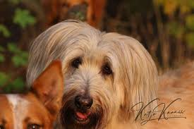 Damit dein hund aber nicht. Hundeschule Greh Berlin Hundeschule Greh