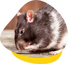 Lumps And Bumps In Mice And Rats Should You Visit A Vet