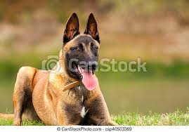 Purebreds, mixes, breed lovers, dog lovers and animal lovers are welcomed. Belgian Malinois Young Puppy In The Park Fields Canstock