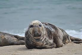 Grey Seal Wikipedia