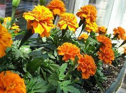 Pin On Outdoor Ideas