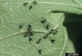 Ants are insects, which means they have a head, a thorax, and an abdomen. What Bug Is Eating My Squash Plants Unh Extension