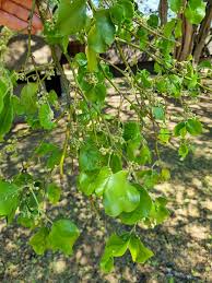 Image result for Balanites maughamii