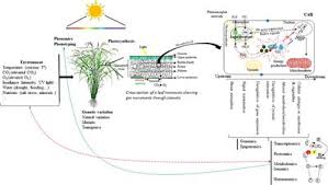 Maybe you would like to learn more about one of these? Frontiers Photosynthesis In A Changing Global Climate Scaling Up And Scaling Down In Crops Plant Science
