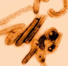 The marburgvirus genus includes two viruses: Sg Hu Szokatlanul Halalos A Marburg Virus