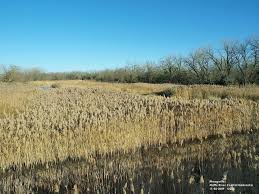 Image result for Phragmites