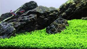 Monte Carlo In 2 8243 Pot 8211 Aquarium Foreground Plant Planted Aquarium Live Aquarium Plants Aquarium Grass