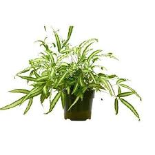 Image result for Pteris cretica