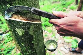 Natural Rubber Bounces Back On Crude Oil Price Rise The
