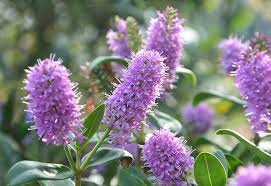 Check spelling or type a new query. Flowers Veronique Purple Garden Nature Offer Green Leaves Smells Of Ete Purple Plants Flowering Flowering Botany Pikist