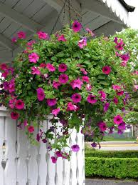 Maybe you would like to learn more about one of these? 70 Hanging Flower Planter Ideas Photos And Top 10 Home Stratosphere