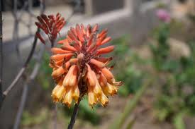 Image result for Aloe cannellii