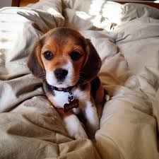 I Just Wanted To Share My Little Girl Charlie Cute Animals Beagle Puppy Puppies