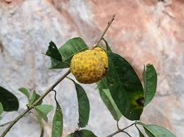 Image result for Maclura africana