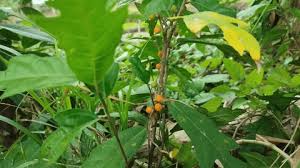 Image result for Carpolobia alba