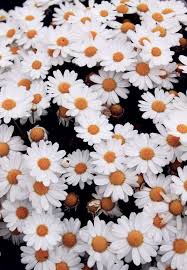 Field Of Flowers Life Details Planting Flowers Happy Flowers Daisy Love