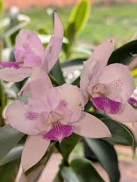 Image result for Eulophia calantha