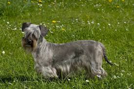 Image result for ČESKÝ TERIÉR