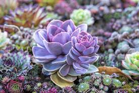 Succulent Wallpapers Wallpaper Cave Green cactus illustration, succulent plant watercolor painting printing cactaceae, sen department aesthetic cactus, painted, hand, poster png. succulent wallpapers wallpaper cave