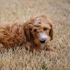 Our goal is to raise f1, f1b and f1bb goldendoodles of superior quality. 1 Goldendoodle Puppies For Sale In North Carolina