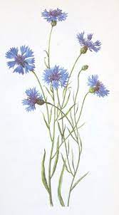 A Love For Cornflowers Flower Drawing Flower Art Botanical Artwork